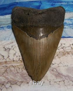 MEGALODON Shark Tooth 4 3/4 sharks teeth BIG jaw fossil REAL megladon SERRATED