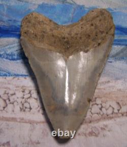 MEGALODON Shark Tooth 4 3/4 sharks teeth BIG jaw fossil REAL megladon SERRATED