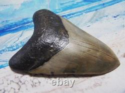 MEGALODON Shark Tooth 4 3/4 sharks teeth BIG jaw fossil REAL megladon SERRATED