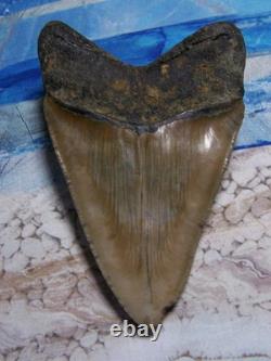 MEGALODON Shark Tooth 4 3/4 sharks teeth BIG jaw fossil REAL megladon SERRATED