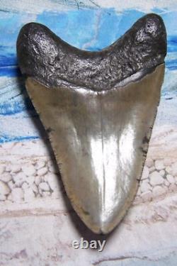 MEGALODON Shark Tooth 4 3/4 sharks teeth BIG jaw fossil REAL megladon SERRATED