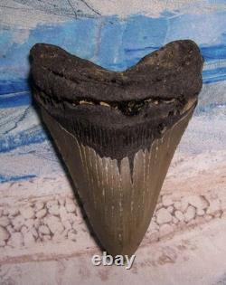 MEGALODON Shark Tooth 4 3/4 sharks teeth HUGE jaw fossil REAL megladon SERRATED