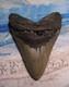 Megalodon Shark Tooth 4 3/4 Sharks Teeth Huge Jaw Fossil Real Megladon Serrated