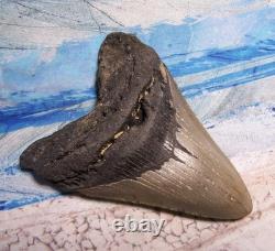 MEGALODON Shark Tooth 4 3/4 sharks teeth HUGE jaw fossil REAL megladon SERRATED