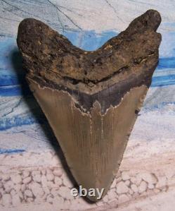 MEGALODON Shark Tooth 4 3/4 sharks teeth HUGE jaw fossil REAL megladon SERRATED