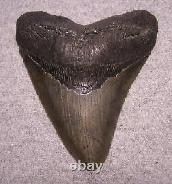 MEGALODON Shark Tooth 4 3/4 sharks teeth NO REPAIRREAL Sharp Serrated Huge