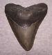 Megalodon Shark Tooth 4 3/4 Sharks Teeth No Repairreal Sharp Serrated Huge