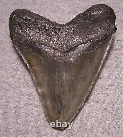 MEGALODON Shark Tooth 4 3/4 sharks teeth NO REPAIRREAL Sharp Serrated Huge