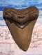 Megalodon Shark Tooth 4 3/8 Sharks Teeth Big Jaw Fossil Megladon Sharp Serrated
