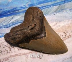 MEGALODON Shark Tooth 4 3/8 sharks teeth BIG jaw fossil megladon SHARP SERRATED