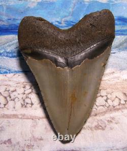 MEGALODON Shark Tooth 4 3/8 sharks teeth BIG jaw fossil megladon SHARP SERRATED