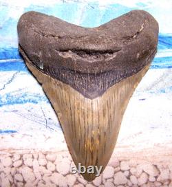 MEGALODON Shark Tooth 4 3/8 sharks teeth HUGE jaw fossil REAL megladon SERRATED
