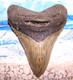 Megalodon Shark Tooth 4 3/8 Sharks Teeth Huge Jaw Fossil Real Megladon Serrated