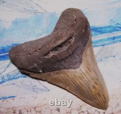 MEGALODON Shark Tooth 4 3/8 sharks teeth HUGE jaw fossil REAL megladon SERRATED