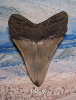 MEGALODON Shark Tooth 4 3/8 sharks teeth HUGE jaw fossil REAL megladon SERRATED