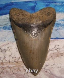 MEGALODON Shark Tooth 4 3/8 sharks teeth LARGE jaw fossil REAL sharp serrated
