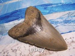 MEGALODON Shark Tooth 4 3/8 sharks teeth LARGE jaw fossil REAL sharp serrated