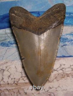 MEGALODON Shark Tooth 4 3/8 sharks teeth LARGE jaw fossil REAL sharp serrated