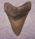 Megalodon Shark Tooth 4 5/8 Sharks Teeth Big Jaw Fossil Real Megladon Serrated