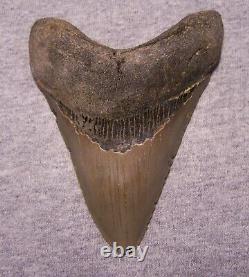 MEGALODON Shark Tooth 4 5/8 sharks teeth BIG jaw fossil REAL megladon SERRATED