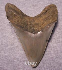 MEGALODON Shark Tooth 4 5/8 sharks teeth BIG jaw fossil REAL megladon SERRATED