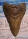 Megalodon Shark Tooth 4 5/8 Sharks Teeth Huge Jaw Fossil Megladon Serrated