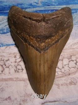 MEGALODON Shark Tooth 4 5/8 sharks teeth HUGE jaw fossil megladon SERRATED