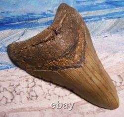 MEGALODON Shark Tooth 4 5/8 sharks teeth HUGE jaw fossil megladon SERRATED