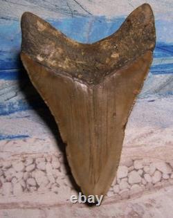 MEGALODON Shark Tooth 4 5/8 sharks teeth HUGE jaw fossil megladon SERRATED