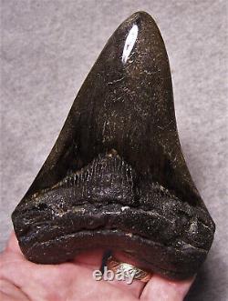MEGALODON Shark Tooth 4 7/8 Teeth sharks jaw fossil DIAMOND Polished Giant GEM