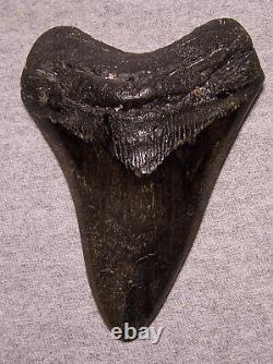 MEGALODON Shark Tooth 4 7/8 Teeth sharks jaw fossil DIAMOND Polished Giant GEM