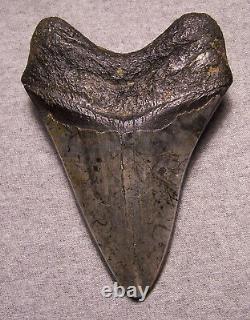 MEGALODON Shark Tooth 4 7/8 Teeth sharks jaw fossil DIAMOND Polished Giant GEM