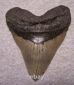 MEGALODON Shark Tooth 4 7/8 sharks teeth HUGE jaw fossil megladon SERRATED