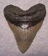Megalodon Shark Tooth 4 7/8 Sharks Teeth Huge Jaw Fossil Megladon Serrated