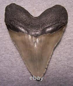 MEGALODON Shark Tooth 4 7/8 sharks teeth HUGE jaw fossil megladon SERRATED