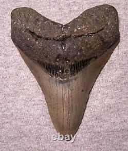 MEGALODON Shark Tooth 4 9/16 sharks teeth HUGE jaw fossil megladon dive REAL