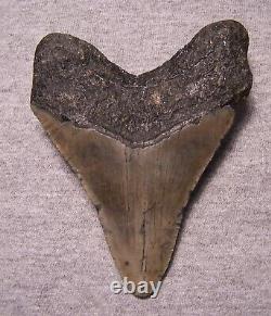 MEGALODON Shark Tooth 4 9/16 sharks teeth HUGE jaw fossil megladon dive REAL