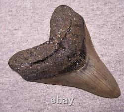 MEGALODON Shark Tooth 4 9/16 sharks teeth HUGE jaw fossil megladon dive REAL