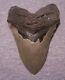 Megalodon Shark Tooth 5 1/16 Sharks Teeth Big Jaw Fossil Real Megladon Serrated