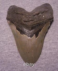 MEGALODON Shark Tooth 5 1/16 sharks teeth BIG jaw fossil REAL megladon SERRATED