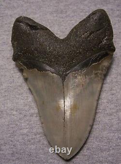 MEGALODON Shark Tooth 5 1/16 sharks teeth BIG jaw fossil REAL megladon SERRATED