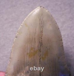 MEGALODON Shark Tooth 5 1/16 sharks teeth BIG jaw fossil REAL megladon SERRATED