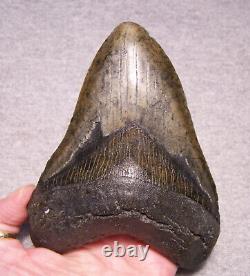 MEGALODON Shark Tooth 5 1/4 sharks teeth MASSIVE! Jaw fossil megladon REAL