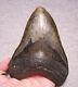 Megalodon Shark Tooth 5 1/4 Sharks Teeth Massive! Jaw Fossil Megladon Real