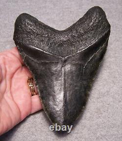 MEGALODON Shark Tooth 5 1/4 sharks teeth MASSIVE! Jaw fossil megladon REAL