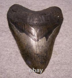 MEGALODON Shark Tooth 5 1/4 sharks teeth MASSIVE! Jaw fossil megladon REAL