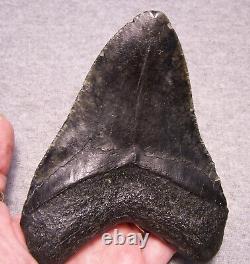 MEGALODON Shark Tooth 5 1/4 sharks teeth MASSIVE! Jaw fossil megladon REAL