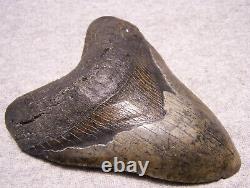 MEGALODON Shark Tooth 5 1/4 sharks teeth MASSIVE! Jaw fossil megladon REAL