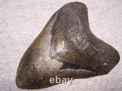 MEGALODON Shark Tooth 5 1/4 sharks teeth MASSIVE! Jaw fossil megladon REAL