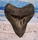 Megalodon Shark Tooth 5 1/8 Sharks Teeth Huge Jaw Fossil Real Megladon Serrated